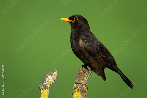 Common blackbird looking on branch in summer nature photo