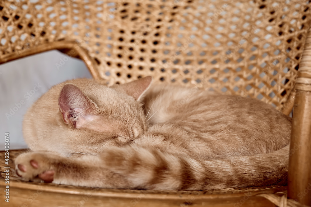 Close up portrait of young orange ginger striped cat sleeps curled up on a wicker armchair. Household pet. Beutiful funny kitten.