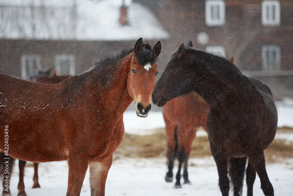 two horses in winter two horses in winter