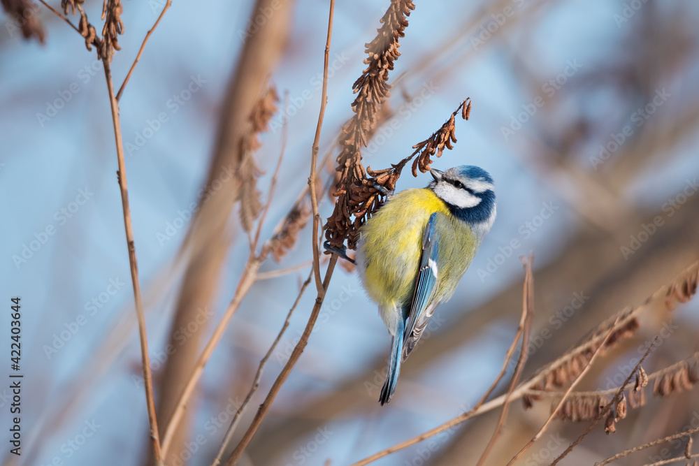 Naklejka premium Single blue tit sitting on the bush