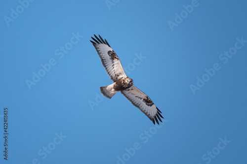Valokuva Beautiful bird, rough-legged hawk or buzzard flying in blue sky