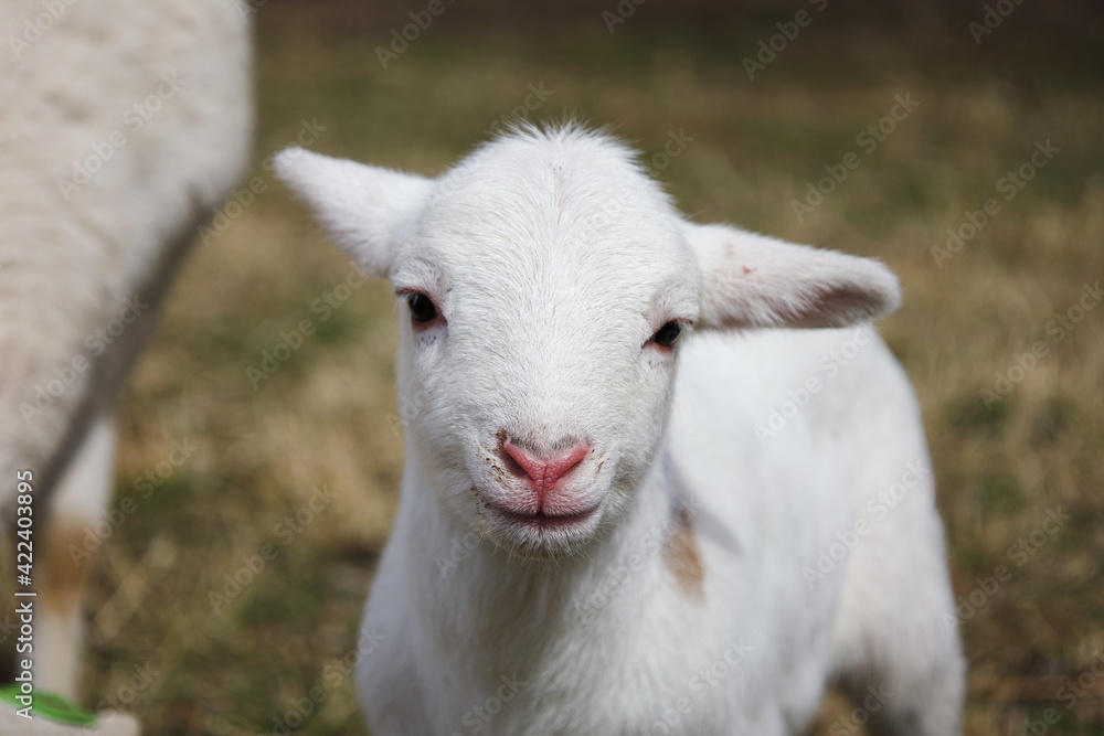 A cute newborn lamb smiling on its first day on earth 