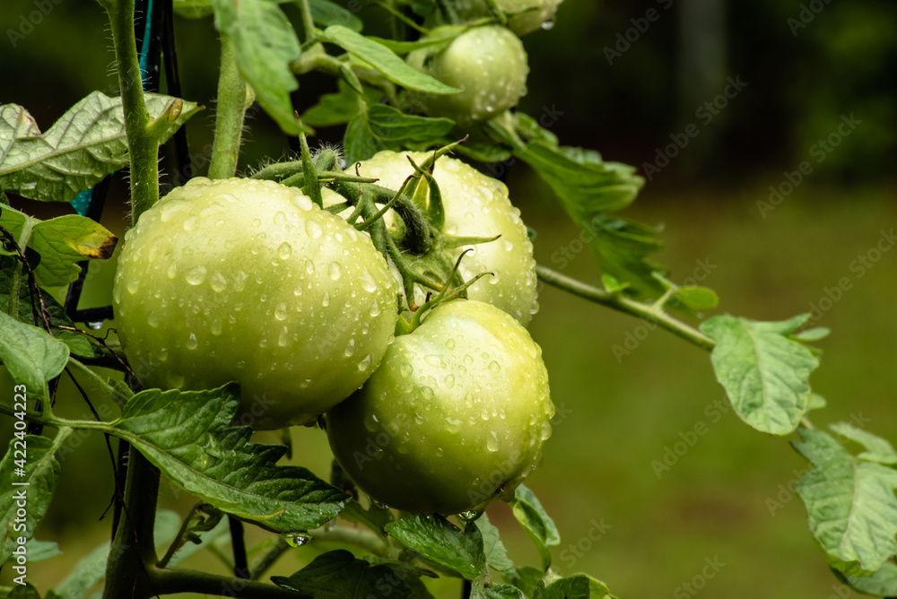 Raindrops on green tomatoes on vine in home garden with green background, Copy space Raindrops on green tomatoes on vine in home garden with green background, Copy space
