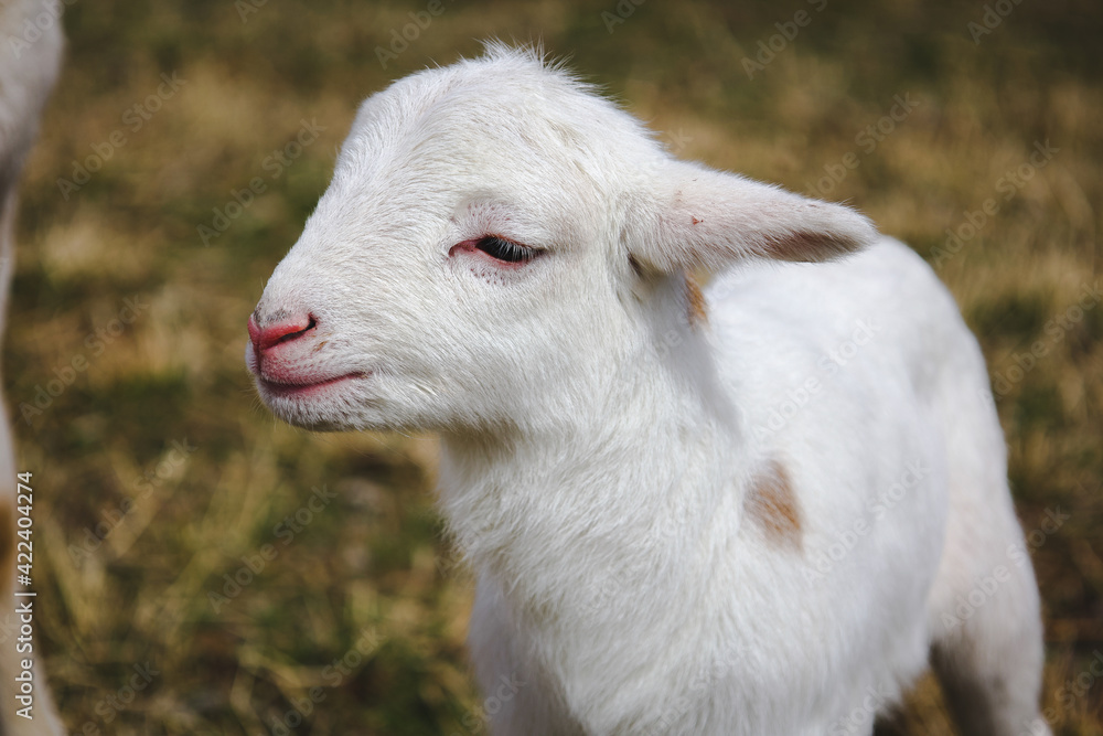 An adorable newborn lamb seeing the world for the first day An adorable newborn lamb seeing the world for the first day