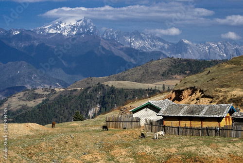 Obraz na płótnie A rural homestead with cows and horses beneath the Himalayas (Mt