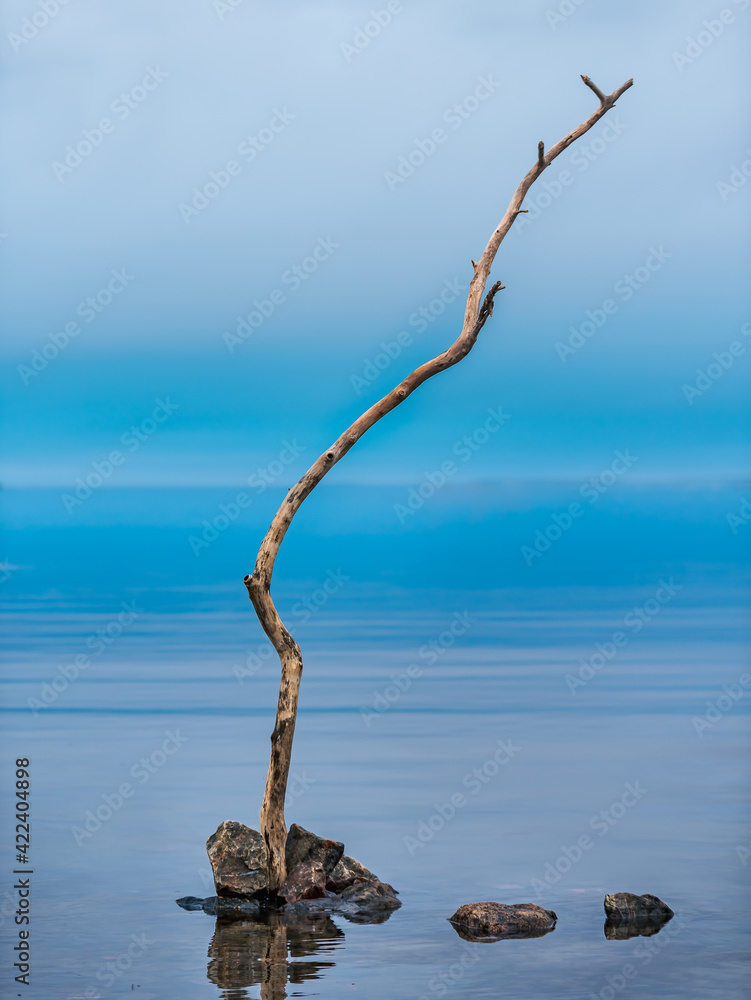 A small dead tree stands in the Swedish Baltic Sea as a symbol that the nutrition in the sea is poor A small dead tree stands in the Swedish Baltic Sea as a symbol that the nutrition in the sea is poor
