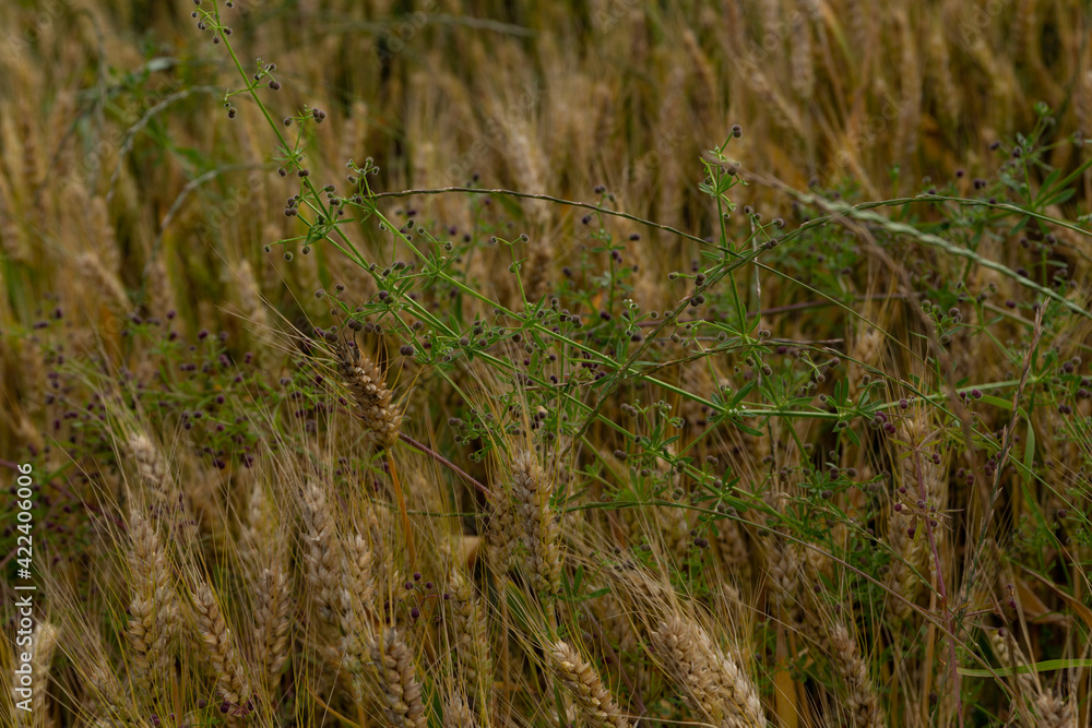 wheat ears with grass on an agricultural field wheat ears with grass on an agricultural field