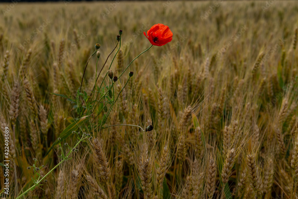 Fototapeta premium red poppy in the middle of a wheat field