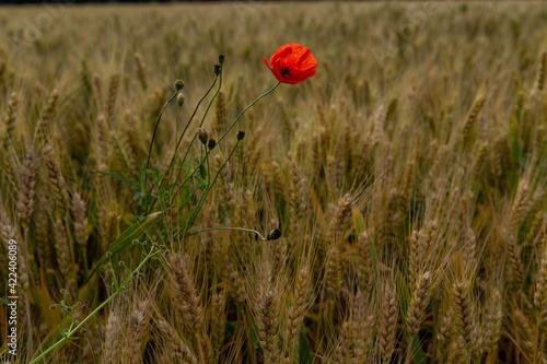 red poppy in the middle of a wheat field