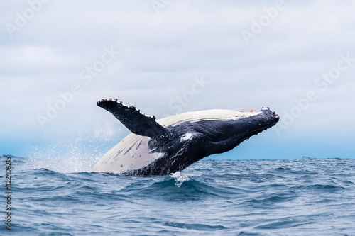 Humpback whale breaching and landing, Isla de la Plata (Plata Island), Ecuador