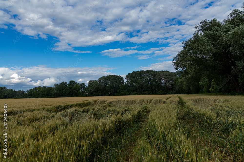 wheat agricultural field on a background of blue sky with fluffy clouds in summer wheat agricultural field on a background of blue sky with fluffy clouds in summer