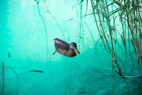 Duck swim in crystal clear turkois water and reeds.