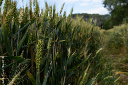 green ears of wheat on an agricultural field