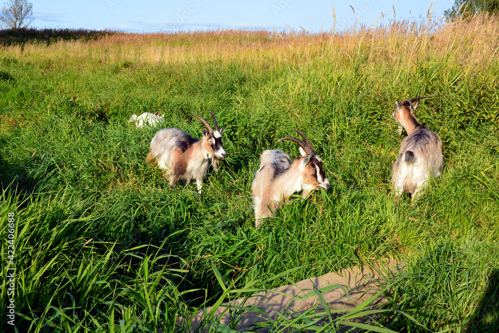 Goat family. Goats walk along the river and nibble on fresh grass. Horned animals for a walk in an overgrown field. Goat family. Goats walk along the river and nibble on fresh grass. Horned animals for a walk in an overgrown field.
