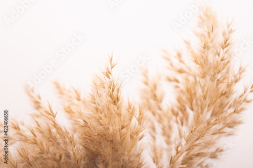 Beautiful beige dried flowers on white background.
