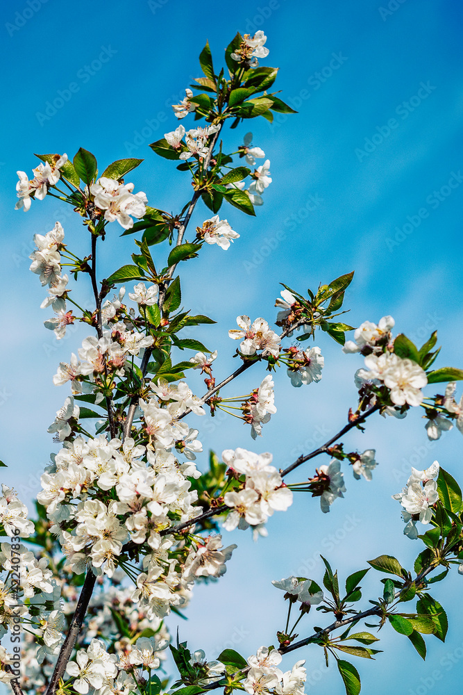 branches and flowers of cherry blossoms against a blue sky. natural background. Blooming plant branches in spring warm bright sunny day. White tender flowers background. Spring symbol. toned branches and flowers of cherry blossoms against a blue sky. natural background. Blooming plant branches in spring warm bright sunny day. White tender flowers background. Spring symbol. toned