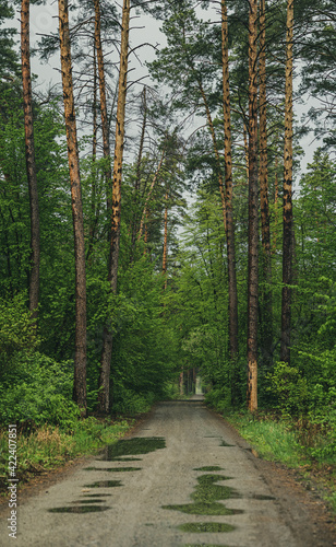 Dark moody forest