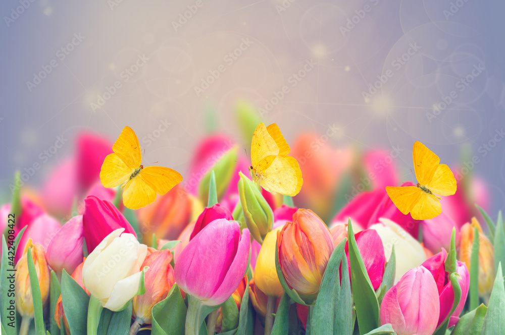 spring tulips in garden