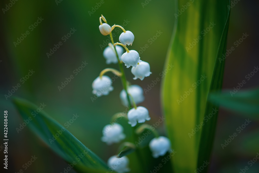 Lily of the valley Lily of the valley