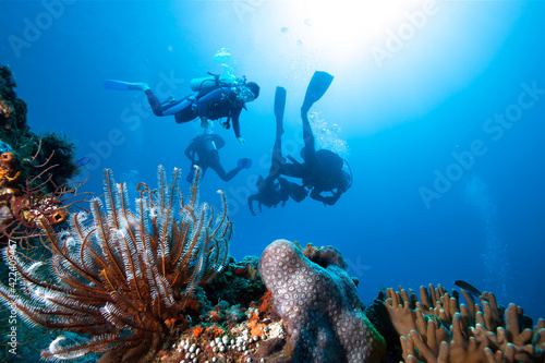 Wallpaper Mural Group of divers exlpore colorful coral reef. Torontodigital.ca