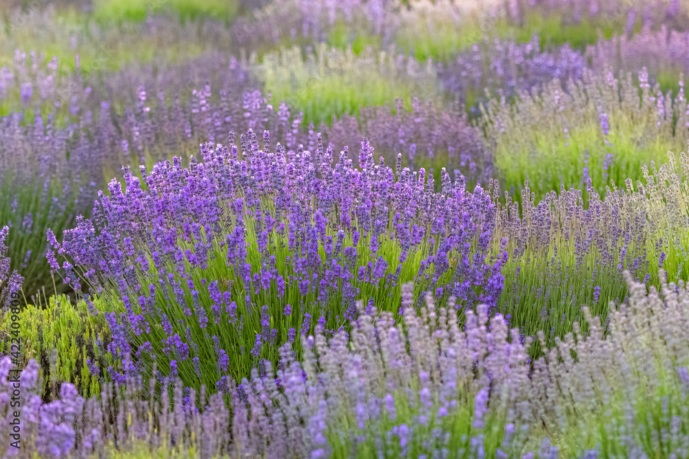 Fototapeta premium Lavender field in Provence