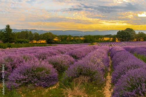 Sunrise on a lavender field