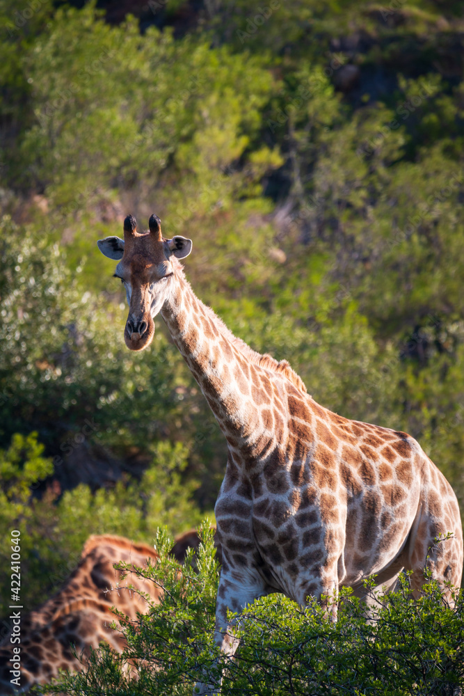 Fototapeta premium South African giraffe