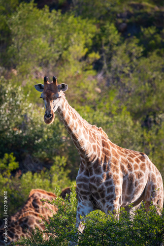 South African giraffe