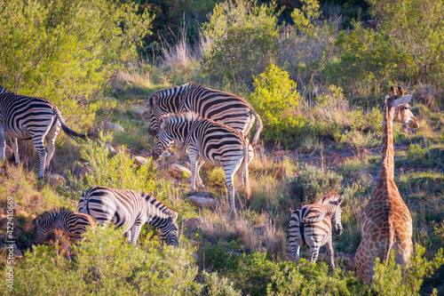 South African zebras with giraffe.
