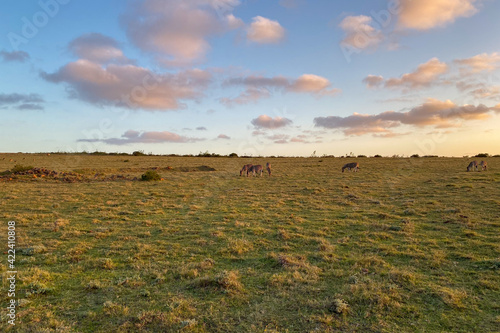 Grazing zebras at South African savanna.