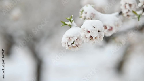 almendros en flor tras una pequeña nevada en la Sierra de María en Almería,España