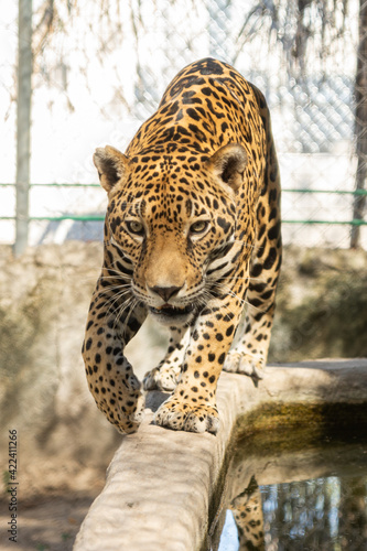 Fotografia, Obraz jaguar