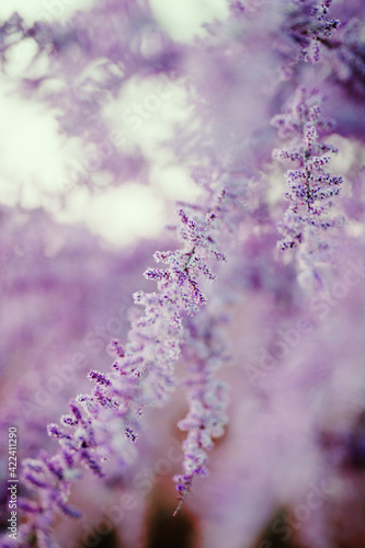 water drops on purple flower