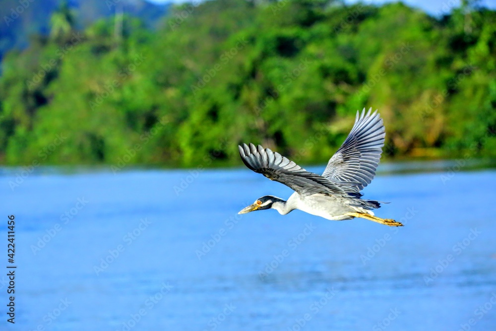 Oiseaux tropicaux du Costa Rica Oiseaux tropicaux du Costa Rica