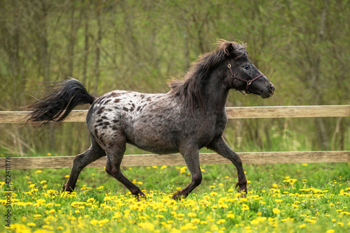 Appaloosa breed pony running in the paddock in summer