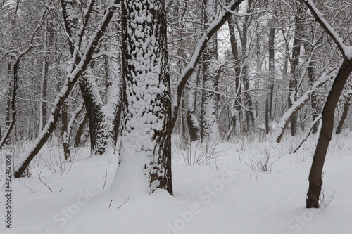 Snowy white forest