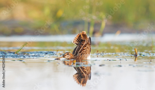 snipe bent down to the water before takeoff