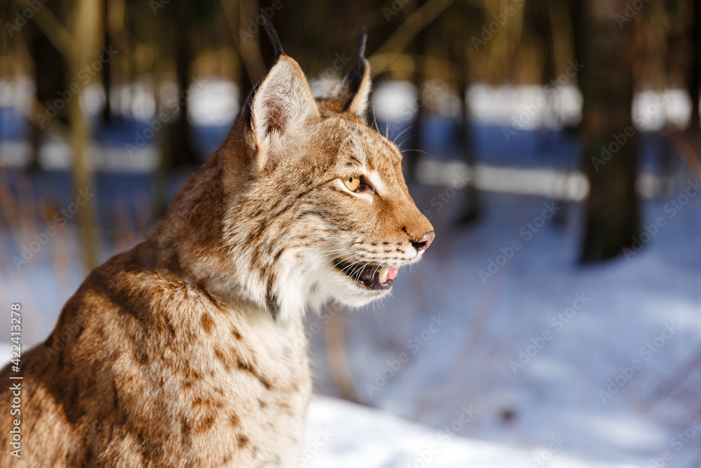 Fototapeta premium Lynx in winter. Wild predatory dangerous cat on a background of snow. Lynx in a zoo or reserve. Hunting animal. Cute big cat