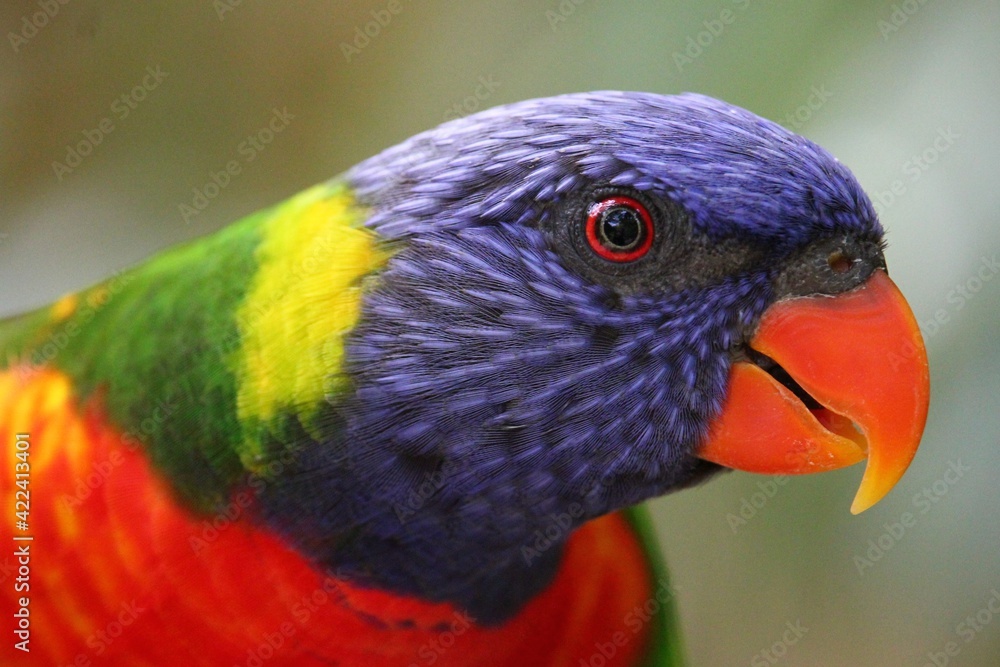 Naklejka premium Oiseau multicolore