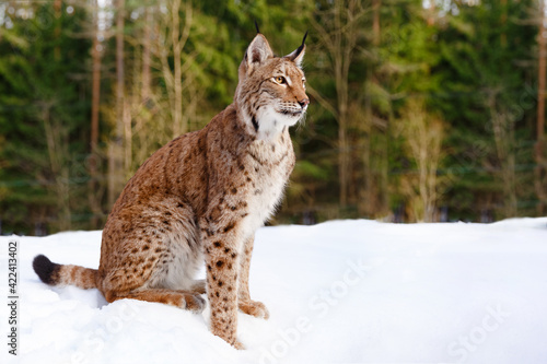 Lynx in winter. Wild predatory dangerous cat on a background of snow. Lynx in a zoo or reserve. Hunting animal. Cute big cat