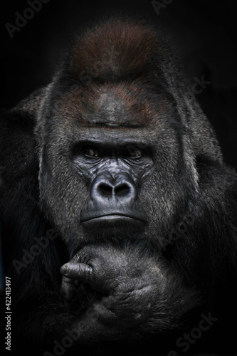 strong male gorilla looking suspiciously in the side