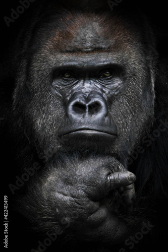 dominant male gorilla