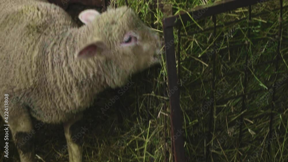 Sheep and lambs on a small farm eat hay from a manger. Abruzzo, Italy, Europe