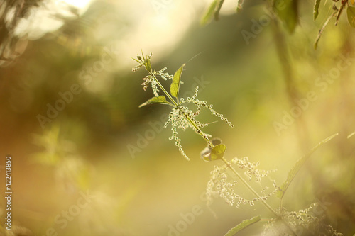 Nettle in the meadow at sunrise with bokeh