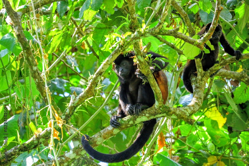 Faune tropicale du Costa Rica Faune tropicale du Costa Rica