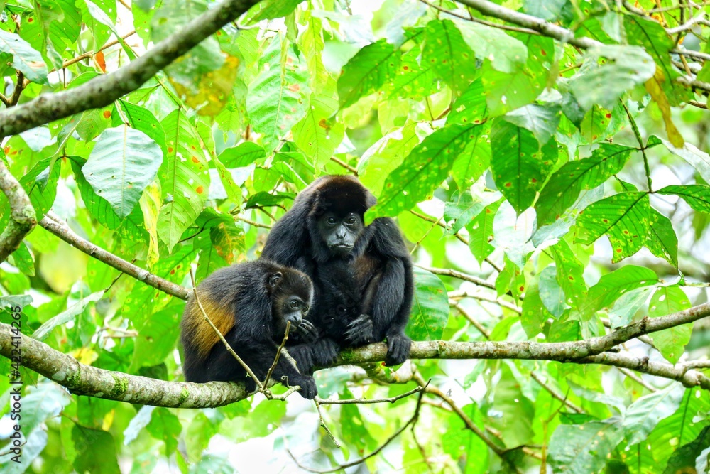 Obraz premium Faune tropicale du Costa Rica