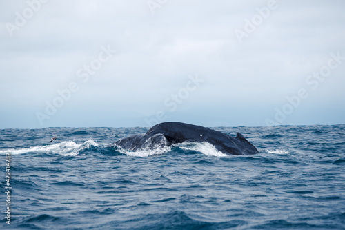 Humpback whale tail, Isla de la Plata (Plata Island), Ecuador © Zien