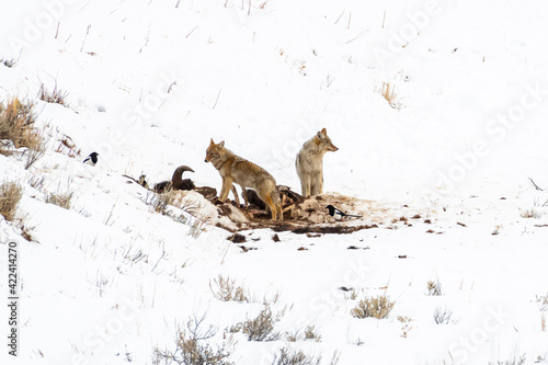 USA  Wyoming  Yellowstone National Park. Coyotes with bison kill.