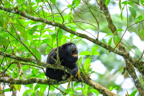 Faune tropicale du Costa Rica