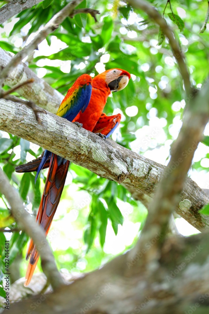 Oiseaux tropicaux du Costa Rica